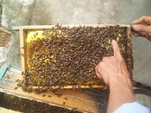 Mật ong nhà cũng rất chất lượng và đầy đủ tác dụng