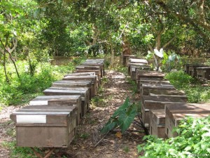 Mật ong nhà có thể được cho ăn đường vào mùa mưa khi không đi kiếm ăn được để chúng không bị đói
