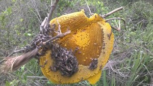Mật ong rừng bị khai thác triệt để và đang trở nên khan hiếm